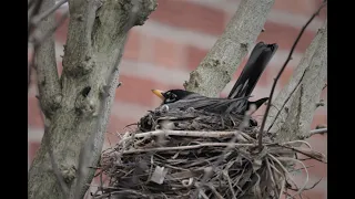 Robin's nest