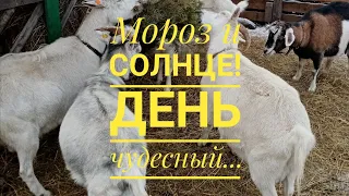 Поболтаем... /Совсем немного о планах/ Не большой обзор хозяйства