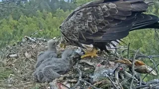 White-tailed eagles | Lunch feeding to two eaglets | May 18, 2024