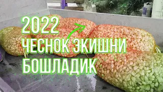 Чеснок экиш