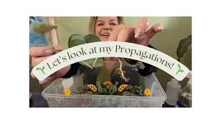 🌱 🌱 Let’s Check My Propagations Together!  Corms, Sphagnum Moss, Stratum and More…