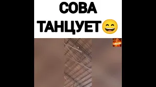 сова танцует 😄#приколы #прикол #юмор #смех #приколы2021 #смешной