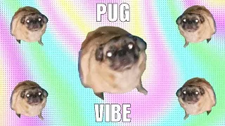 Pug Vibe Goes Hard