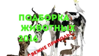 ПОДБОРКА ЖИВОТНЫХ 2016!!! СВЕЖИЕ ПРИКОЛЫ