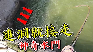 在港边排水沟钓鱼..发现一个神奇水门！饵进洞 绝对接走！原来是石斑跟黑格的老家... 嘉义/钓鱼/前打/黑吉 (红槽.海鲢.刺葱)