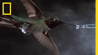 See Hummingbirds Fly, Shake, Drink in Amazing Slow Motion | National Geographic