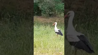 Stork on a walk | Аист на прогулке