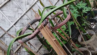 Dragon fruit plant ki pruning fruiting bird//নতুন নতুন ফুল ও ফল সংক্রান্ত খুব গুরুত্বপূর্ণ ভিডিও