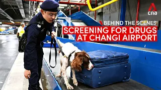 Screening for drugs at Changi Airport: Behind the scenes