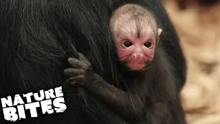 Spider Monkey Traumatised By Birth | The Secret Life of the Zoo | Nature Bites