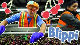 Cherries From Farm to Factory | Explore with BLIPPI!!! | Educational Videos for Toddlers