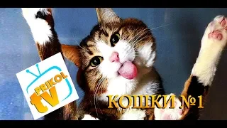 Подборка приколов про кошек №1