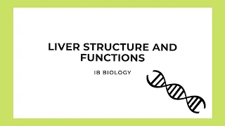 IB Biology: Liver Structure & Functions