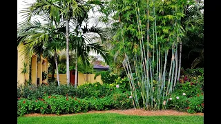 Palm Landscaping Ideas