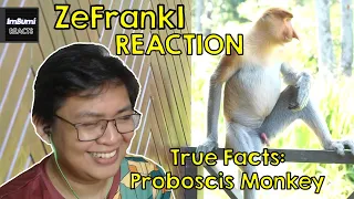 True Facts: Proboscis Monkey | zefrank1 | ImBumi Reaction