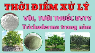 Trong 1 năm bón vôi mấy lần? Tưới thuốc bệnh mấy lần? Sử dụng Trichoderma mấy lần?