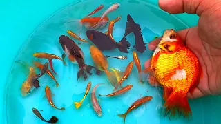 Find cute balloon oranda, tetra, molly, koi, gupper, black moor, goldfifh, betta, angel fish