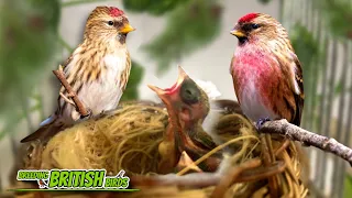 The FINAL Chicks of 2023 | Breeding British Birds S3:Ep14