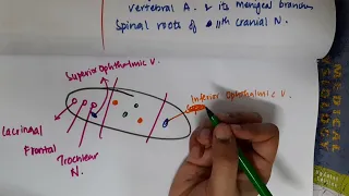 superior orbital fissure mp4 || Anatomy