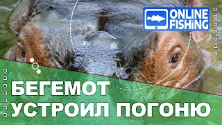 БЕГЕМОТ УСТРОИЛ ПОГОНЮ ЗА ЛОДКОЙ С ТУРИСТАМИ