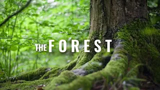 The FOREST • Cinematic Short Film • Woodland B Roll