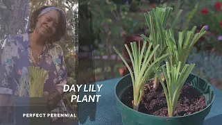 The Daylily - Known as " the Perfect perennial." | Propagation Tips & Plant Care