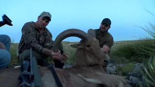 Aoudad Along The Devils River