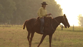 2018 AQHA International Best Remuda Award – La Media Suerte