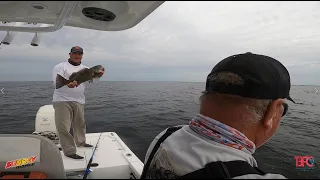 Absolutely INSANE Free Lining Grouper Bite inside Tampa Bay!