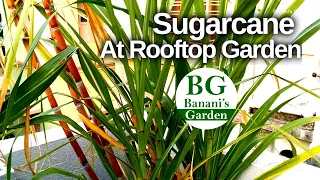 Grow Sugarcane at rooftop garden | Organic way to grow Sugarcane in pot | Banani's Garden