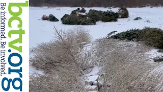 Recycling Christmas Trees and Snow Geese 2-28-22