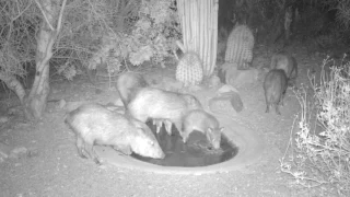 Wildlife at a Sonoran desert water hole