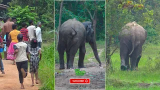 An Elephant Invaded A Human Village: No harm, No Foul #Shorts