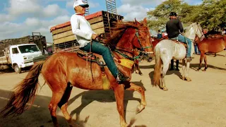 Conheça a Feira de cavalo em Caruaru PE dia (19/10/2021) veja os preços 🐎