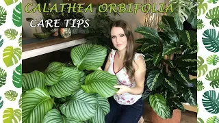 Calathea Orbifolia Care Tips