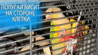 ЧТО ДЕЛАТЬ ЕСЛИ ПОПУГАЙ ВИСИТ НА ПРУТЬЯХ КЛЕТКИ