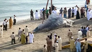 Mysterious Corpses Of Sea Monsters Found On The Coast