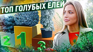 ЕЛЬ КОЛЮЧАЯ СОРТА Глаука Глобоза, Хупси и др. ЕЛИ ДЛЯ ПОДМОСКОВЬЯ 🌲🌲🌲