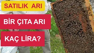 Satılık Balarısı, Arıcılık, Arıcılığa yeni başlayacaklar