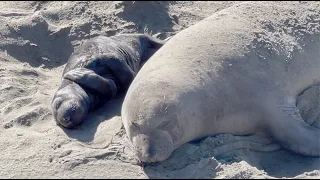 Elephant Seals at San Simeon 2022