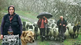 Shepherd Family and Their Sheep | Documentary ▫️4K▫️