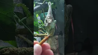 провал хамелеона #хамелеон #chameleon