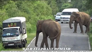 The driver who skilfully drove the vehicle between two wild elephants.