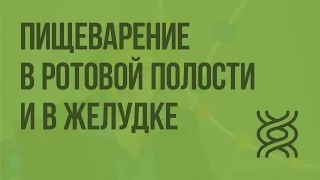 Пищеварение в ротовой полости и в желудке. Видеоурок по биологии 8 класс