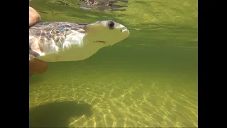 Bonnethead shark: Catch, clean, and cook!