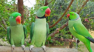 Natural Parrot Sounds | Parrot Whistling and Calls