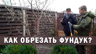 Как обрезать фундук?