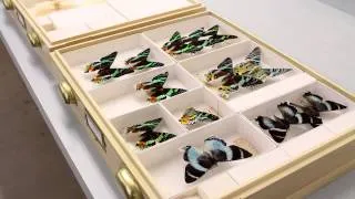 A Century of Butterflies and Moths