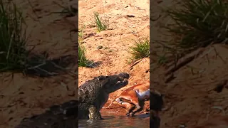 MONSTER NILE CROCODILE SWALLOWS IMPALA HEAD