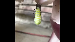 Monarch Madness— Caterpillar shedding its skin to become a Chrysalis.